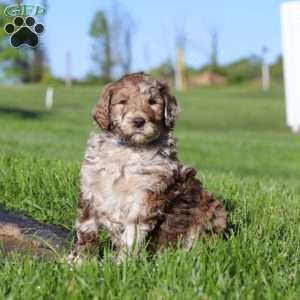 Hudson, Newfypoo Puppy